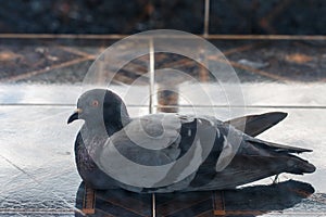 One dark-colored pigeon on the ground