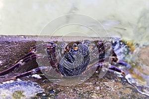 One dark crab