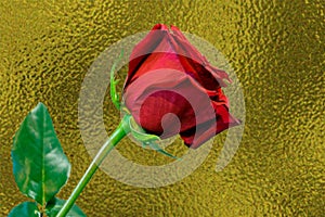 One long stem red rose against gold background