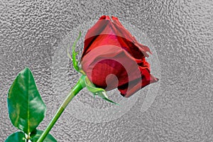 One long stem red rose against silver foil background
