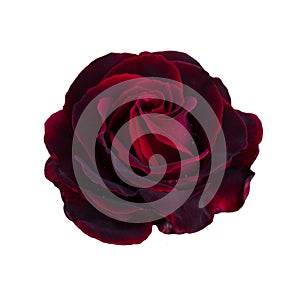 One dark red rose