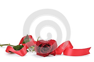 One dark red rose isolated on white