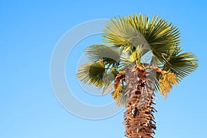 One date palm against the bright blue sky