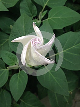 One datura flower on a background of leaves. botanical photo