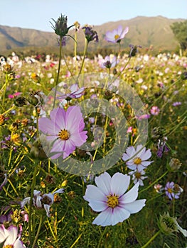 one day with beautiful pink flower In kam tin farm hongkong