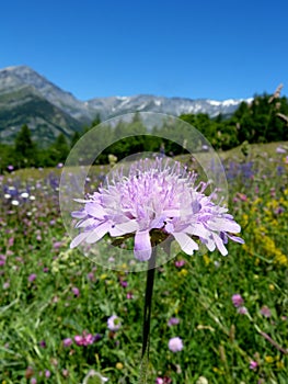 One day I will fly Alps Italy photo