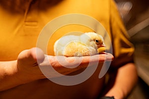 One-day-old broiler chicken against the background of orange clothing of a poultry farm worker