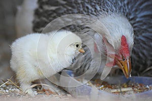 One day old chick and his mom