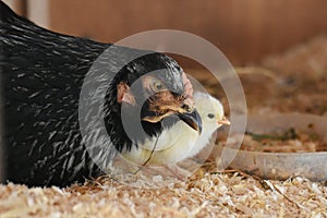 One day old chick and his mom