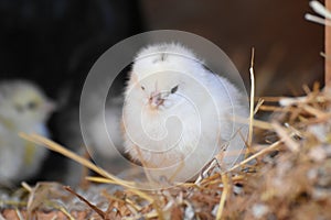 One day old chick