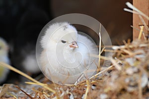 One day old chick