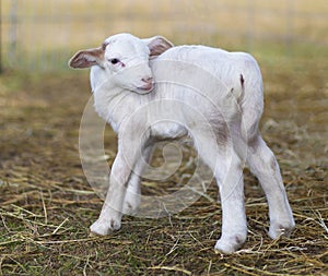 One day old Katahdin sheep lamb