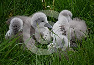 One Day Old Mute Swan Cygnets Resting In The Grass