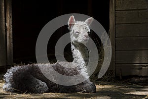 One day old newborn alpaca baby in a zoo