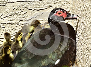 One day old newly hatched muscovy ducklings