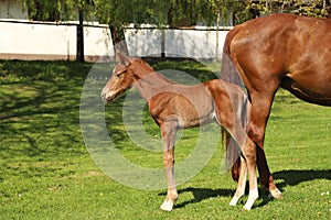 One day old purebred chestnut foal playing first time in the green