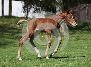 One day old purebred chestnut foal playing first time in the green