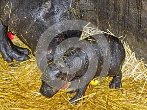 One day old pygmy hippo baby
