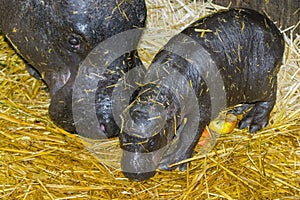 One day old pygmy hippo baby