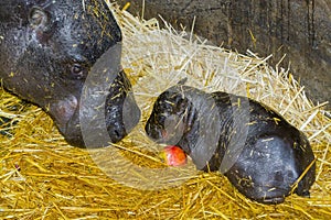 One day old pygmy hippo baby