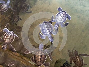 One day old turtles