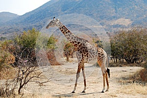 One day of safari in Ruaha National Park - Giraffe