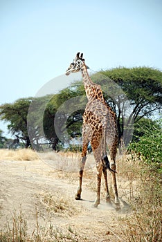 One day of Safari in Ruaha Park in Tanzania-Africa