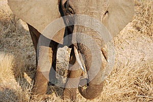 One day of safari in Tanzania - Africa - Elephants