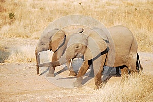 One day of safari in Tanzania - Africa - Elephants