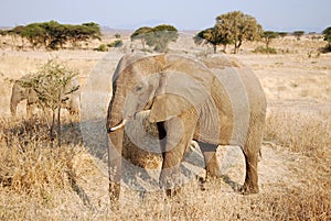 One day of safari in Tanzania - Africa - Elephants