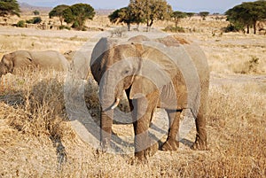 One day of safari in Tanzania - Africa - Elephants