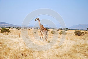 One day of safari in Tanzania - Africa - Giraffe