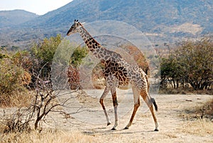 One day of safari in Tanzania - Africa - giraffe