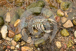 One dead crayfish Astacus lies on the shore