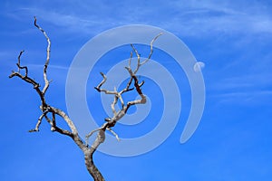 One dead tree with sky background