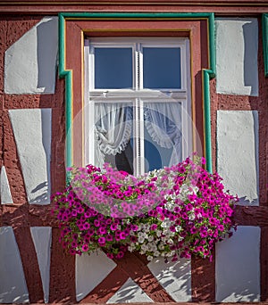 One decorative window in Bernkastel, Germany accented with. colorful petunias