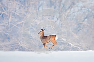 One deer running on snow over the forest background.