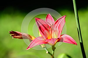 One delicate dark red day lily or lilium flower in full bloom on a water surface in a summer garden, beautiful outdoor floral