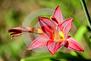 One delicate dark red day lily or lilium flower in full bloom on a water surface in a summer garden, beautiful outdoor floral