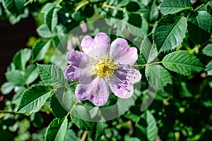 One delicate light pink and white Rosa Canina flower in full bloom in a spring garden, in direct sunlight, with blurred green