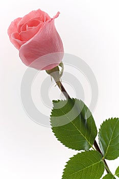 One pale pink rose flower isolated on white background