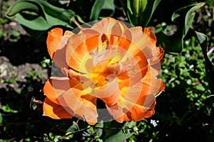 One delicate vivid orange tulip in full bloom in a sunny spring garden, beautiful outdoor floral background photographed with