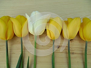 One delicate white tulip among beautiful yellow