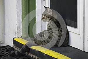 One of descendants of the six toe cats at the Ernest Hemingway House in Key West, Florida.