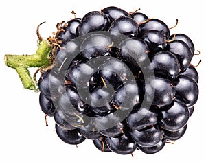 One dewberry over white background.