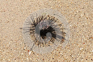 One of Diadema Setosum on tropical beach with fine yellow sand. Still vivid long spined sea urchins stuck in fine sand.