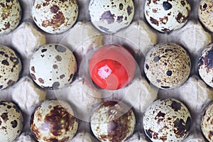 One different quail egg, concept of It is okay to be different.