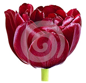 One dissolute dark red Bud of Tulip