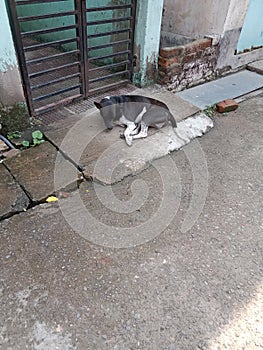 One dog do relaxing on the road