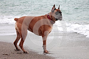 One dog by the sea